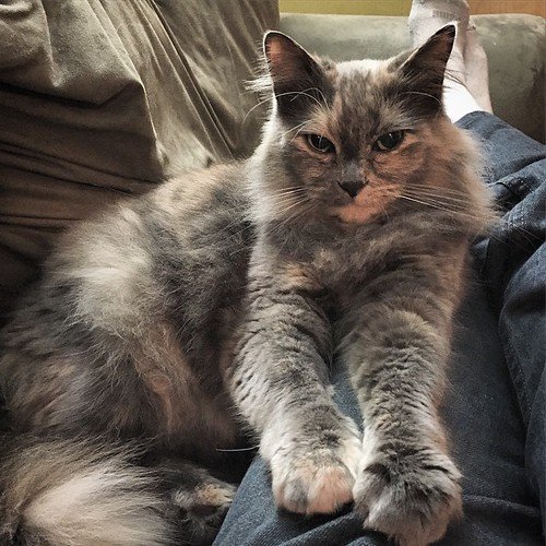 4. They Purr and Knead On You Specifically 