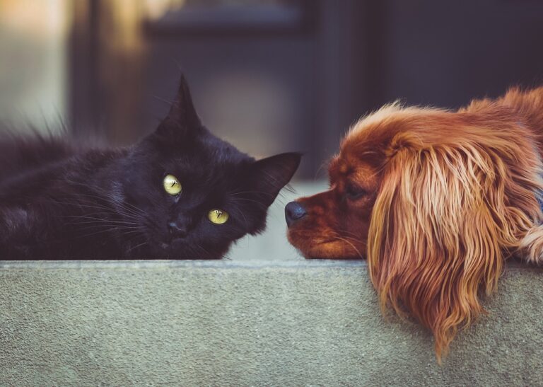 Is Your Cat a Dog Person? 5 Ways Felines Mimic Canine Loyalty