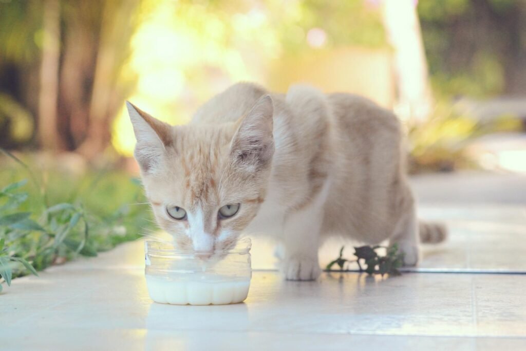 Myth #4: Cats Are Fine Drinking Cow's Milk