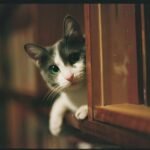 Your Cat's Secret Life: What They Do When You're Not Watching