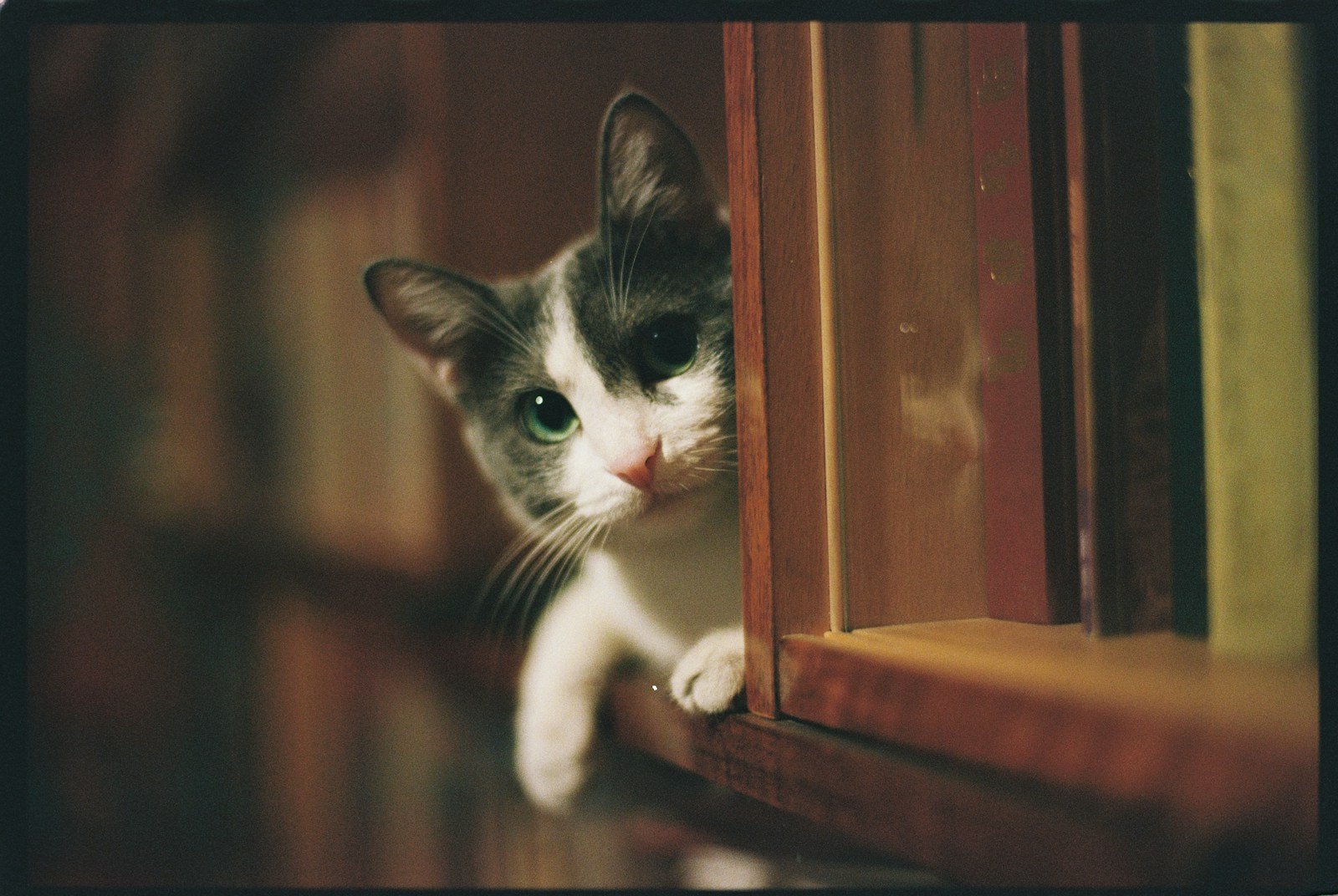 Your Cat's Secret Life: What They Do When You're Not Watching