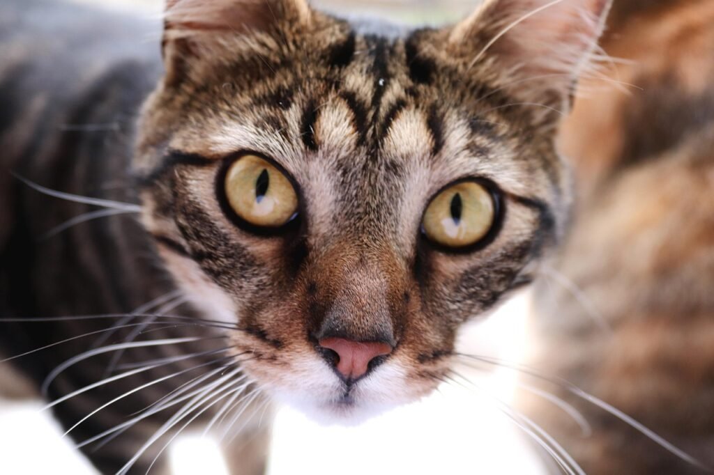 When Quiet Hours Trigger Their Inner Alarm System 