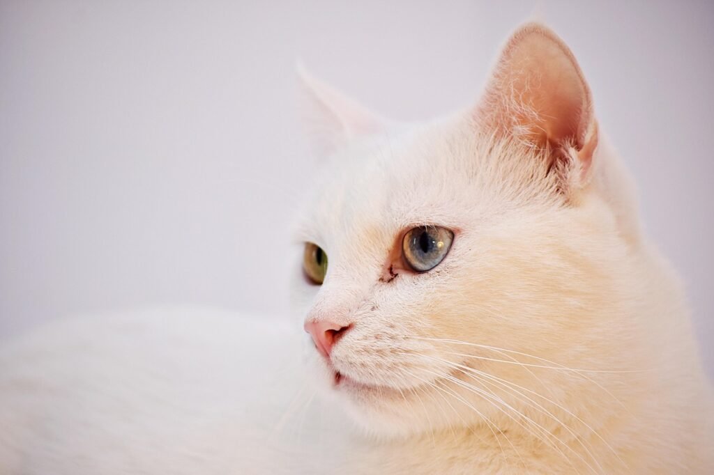 The Turkish Angora: Graceful Obsession in Silky Form 