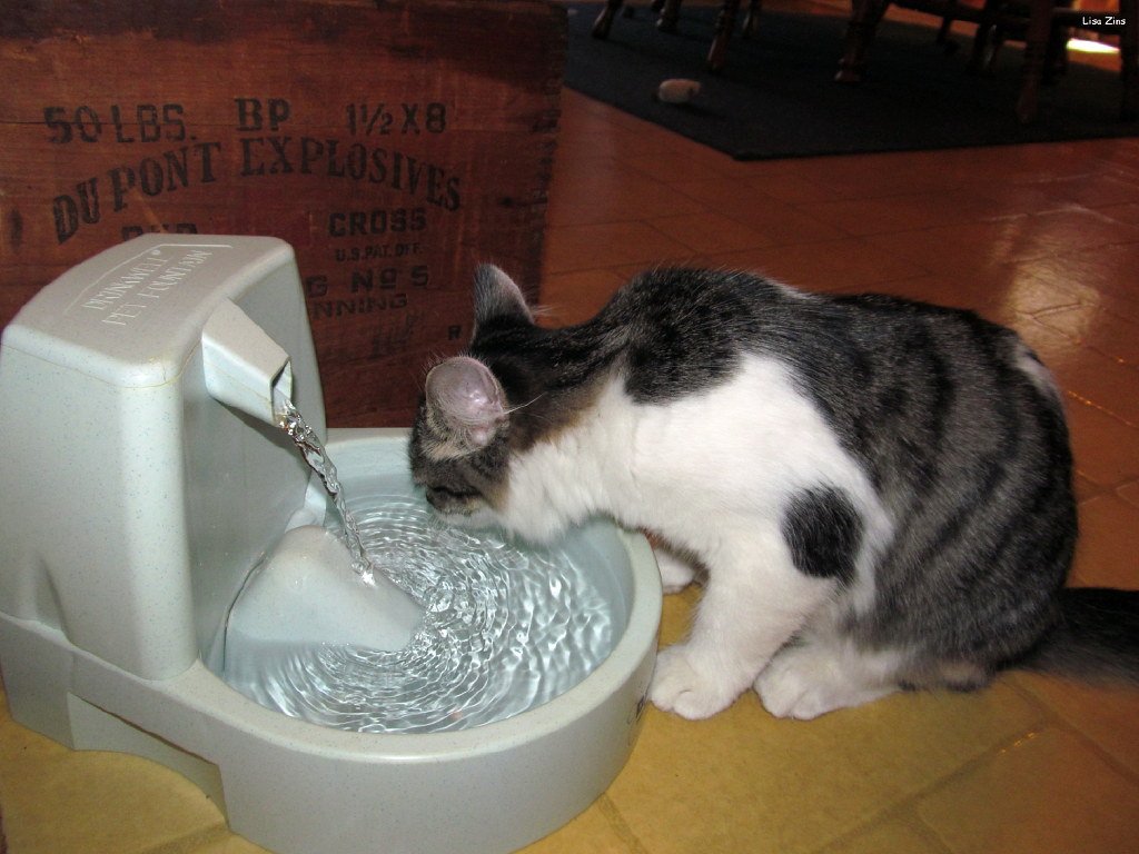 A Cat Water Fountain for Better Hydration 