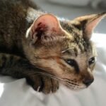 7 Common Cat Myths That Are Actually Harming Your Pet's Well-being