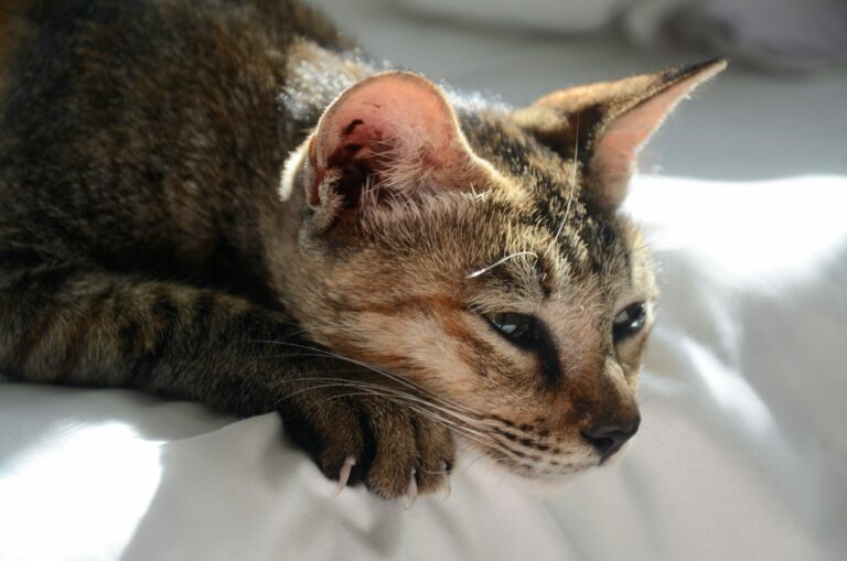 7 Common Cat Myths That Are Actually Harming Your Pet's Well-being