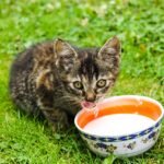 8 Myths About Cats Debunked by Science (What You Thought Was True)