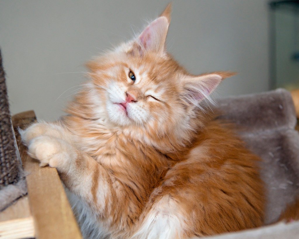 What Happens in a Cat's Brain During a Slow Blink