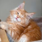 Forget Everything You Knew: Cats Have a Secret Language of Blinks