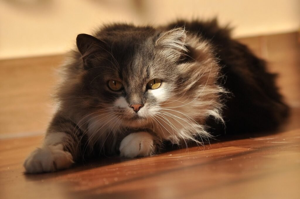 Your Cat Is a Natural Hunter - and Your Home Is the Territory