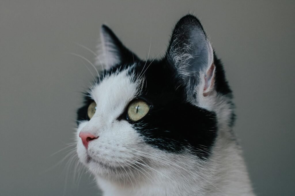Ears Like Radar: Decoding Your Cat's Ear Positions