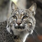 Sierra County Bobcat Attack Marks New Mexico's First Rabies Case of 2026