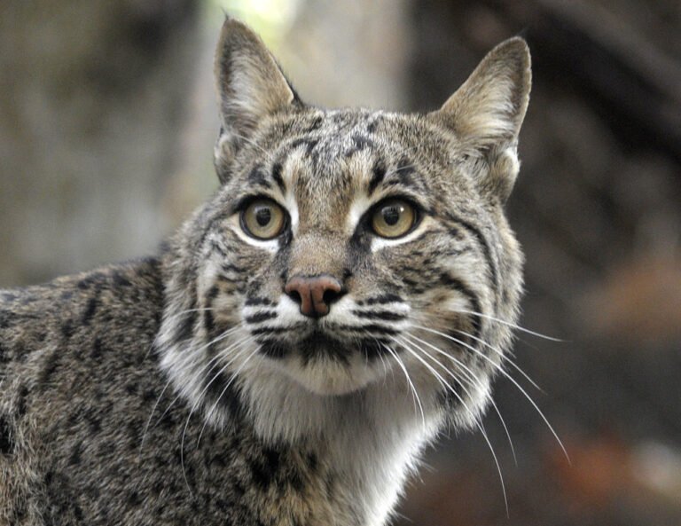 Sierra County Bobcat Attack Marks New Mexico's First Rabies Case of 2026