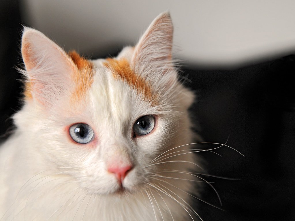 The Turkish Van: Rare, Untameable, and Fiercely Independent