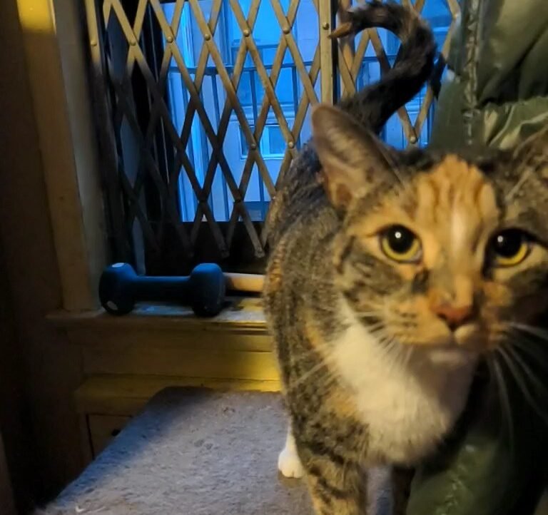 The Question Mark Curl: Your Cat Is Asking You Something