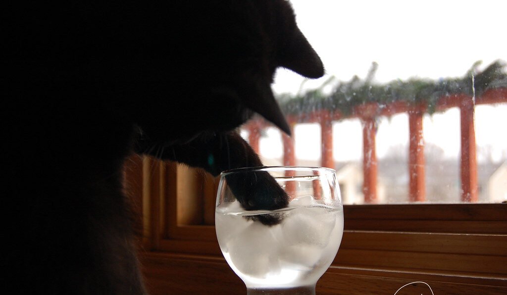 9. Ice Cubes: The Unexpected Summer Obsession