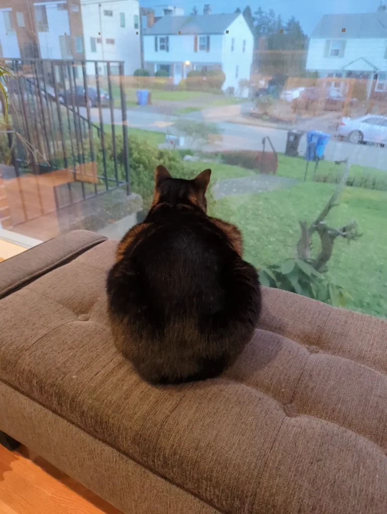 Rescue Cat Starts Diet at 14.5lbs - But Two Months Later, the Scale Tells a Different Story