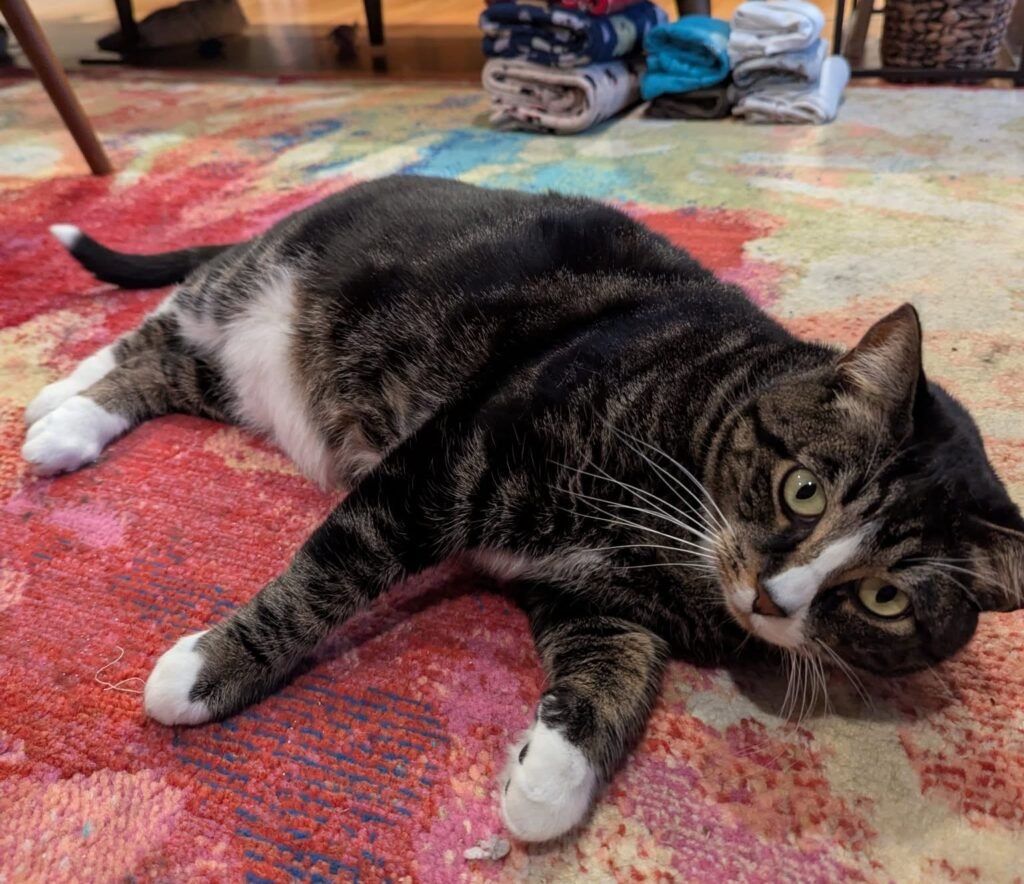 Rescue Cat Starts Diet at 14.5lbs - But Two Months Later, the Scale Tells a Different Story