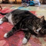 Rescue Cat Starts Diet at 14.5lbs - But Two Months Later, the Scale Tells a Different Story