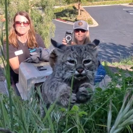 Malnourished Baby Bobcat Gets Life-Saving Blood Transfusion from House Cat, Then Heads Back to the Wild