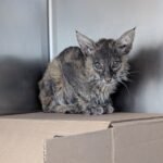 Malnourished Baby Bobcat Gets Life-Saving Blood Transfusion from House Cat, Then Heads Back to the Wild