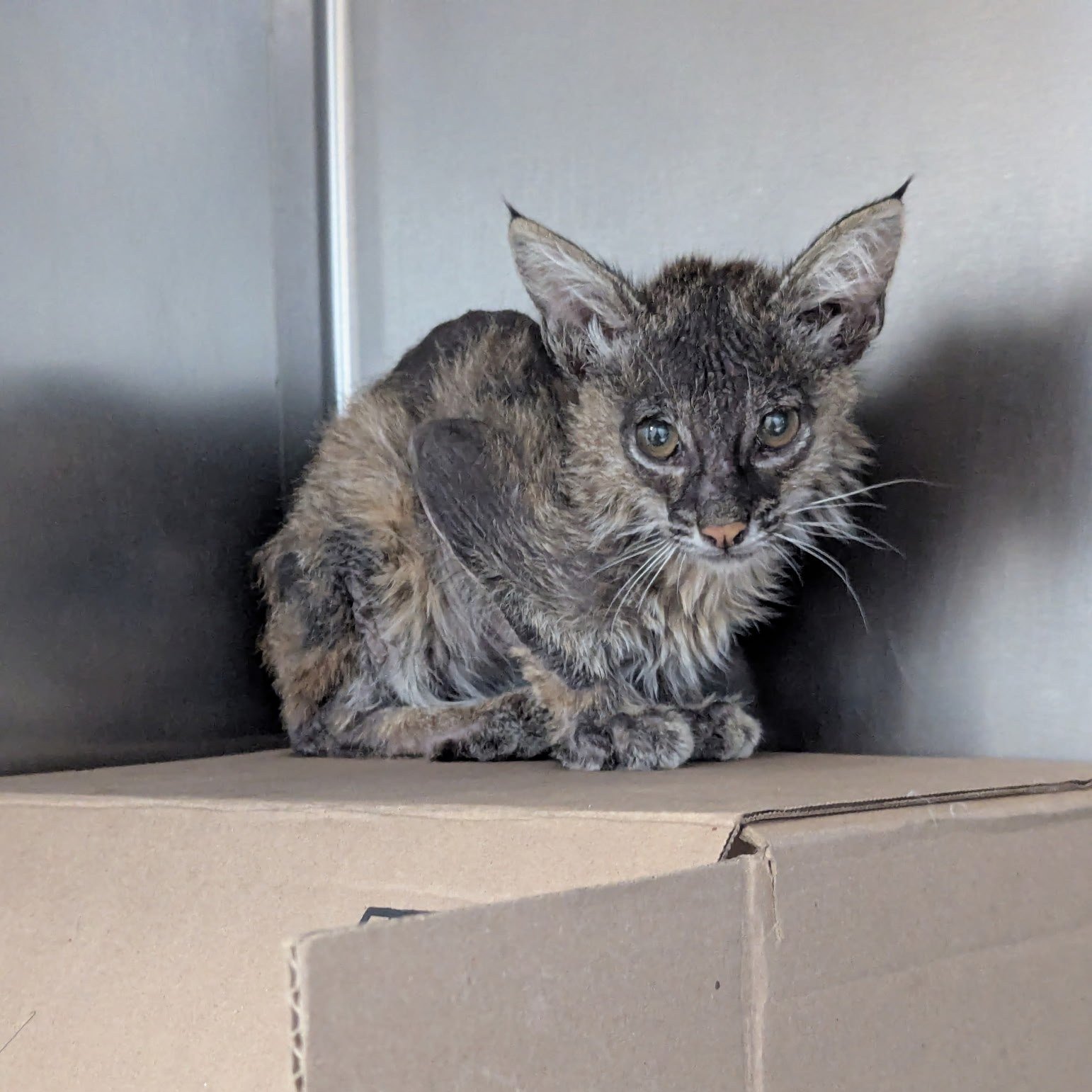 Malnourished Baby Bobcat Gets Life-Saving Blood Transfusion from House Cat, Then Heads Back to the Wild
