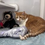 Heartbreak as Cat Arrives at Shelter Clutching Stuffed Bear and Note From Owner