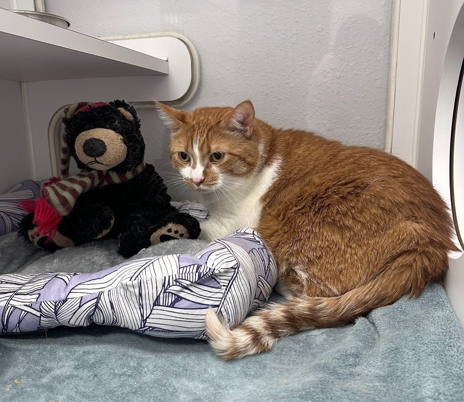 Heartbreak as Cat Arrives at Shelter Clutching Stuffed Bear and Note From Owner