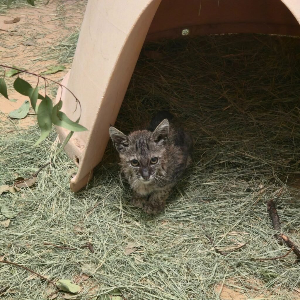 Malnourished Baby Bobcat Gets Life-Saving Blood Transfusion from House Cat, Then Heads Back to the Wild