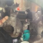 Shocking Tip Leads to Rescue of 29 Ailing Cats from Kensington Street Car