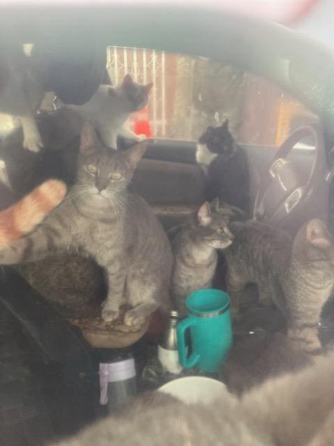 Shocking Tip Leads to Rescue of 29 Ailing Cats from Kensington Street Car