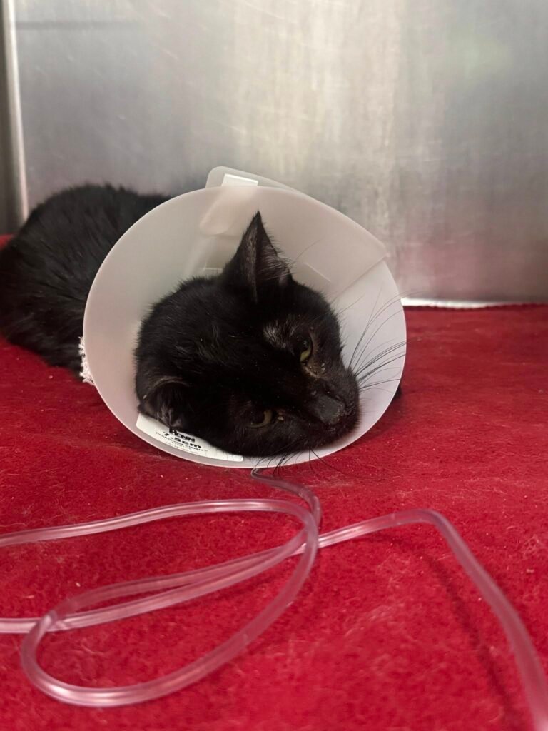 Shocking Tip Leads to Rescue of 29 Ailing Cats from Kensington Street Car