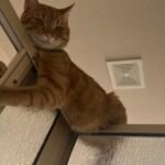 Owner Reveals Cat's Strange Shower-Time Habit - Internet in Stitches