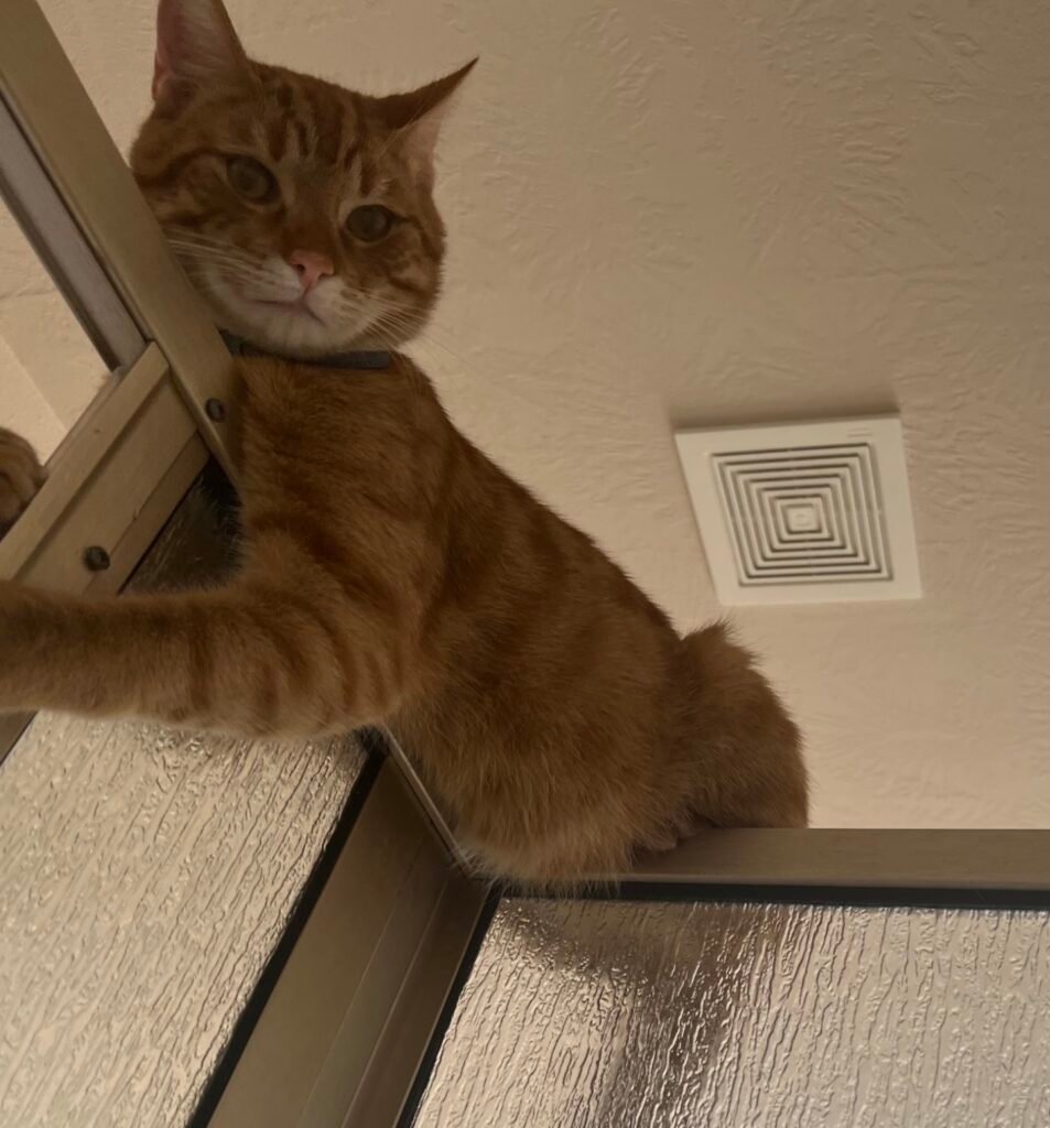 Owner Reveals Cat's Strange Shower-Time Habit - Internet in Stitches