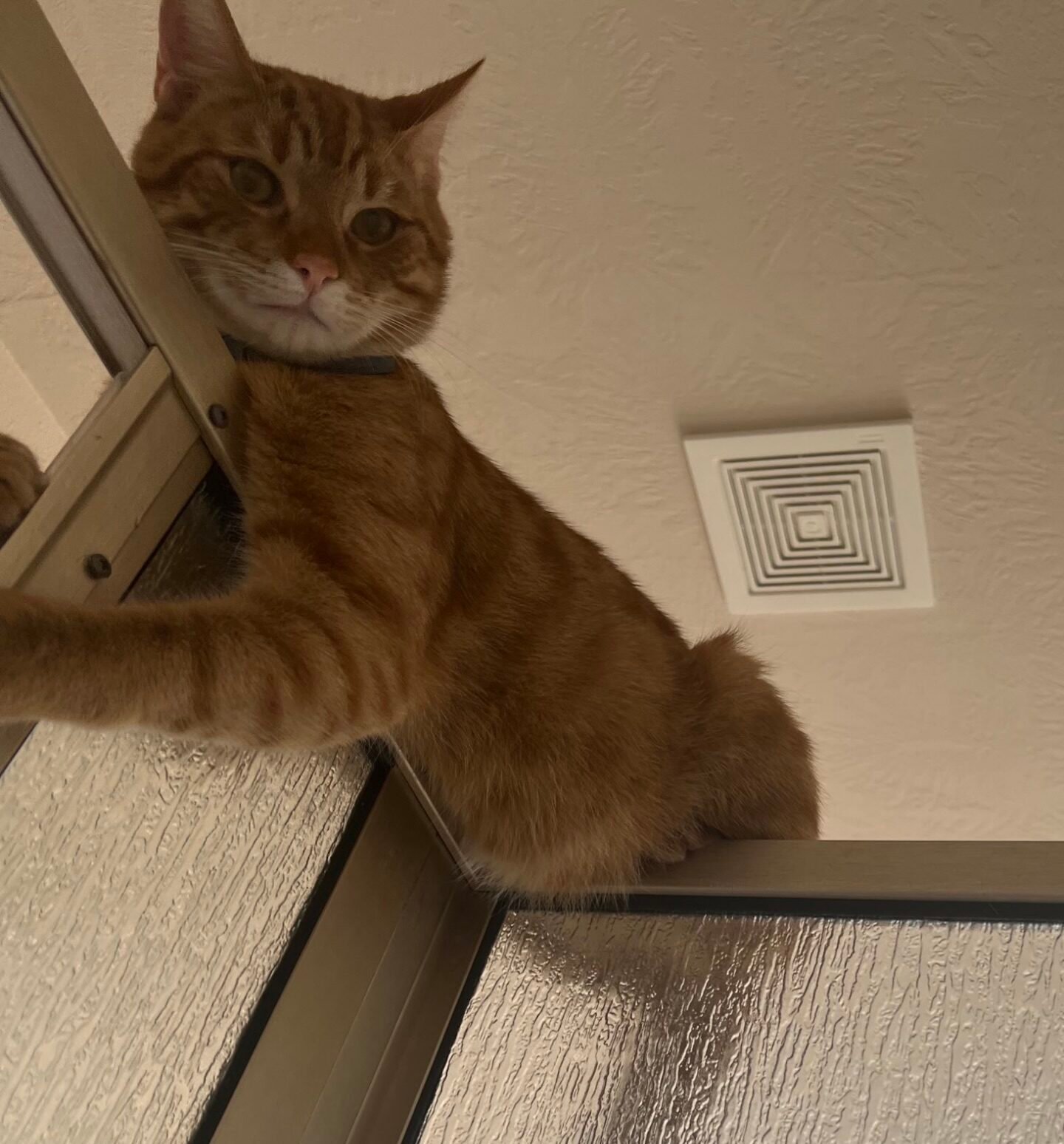 Owner Reveals Cat's Strange Shower-Time Habit - Internet in Stitches