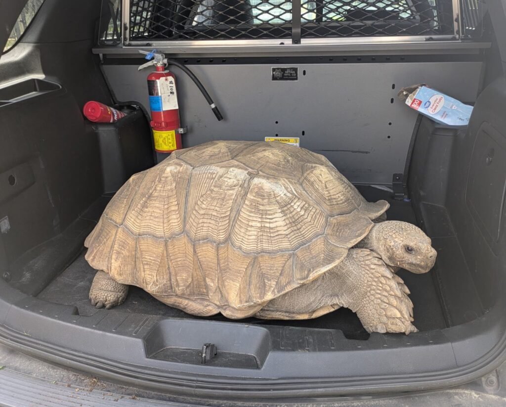 Runaway Tortoise's Adventure Ends with Slow-Speed Chase and Police Escort