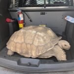 Runaway Tortoise's Adventure Ends with Slow-Speed Chase and Police Escort