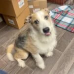 Dog Adopted 9 Years Ago - Then Shelter Receives the Call No Rescue Wants to Hear