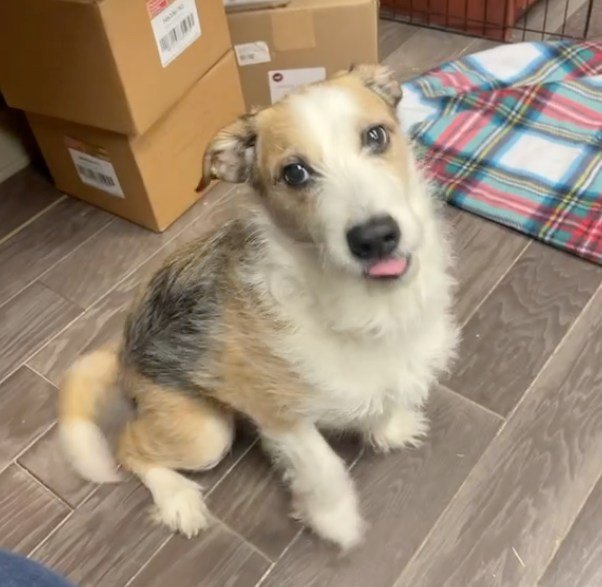 Dog Adopted 9 Years Ago - Then Shelter Receives the Call No Rescue Wants to Hear