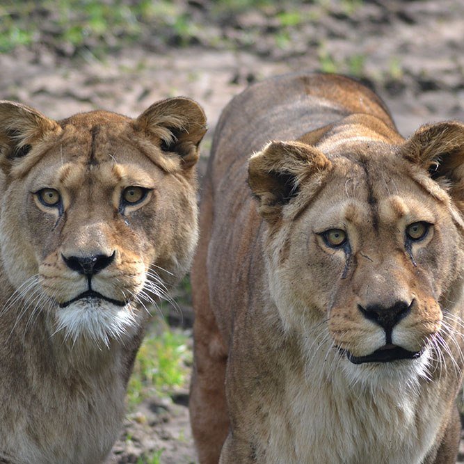Two Lion Sisters From Subspecies Extinct in the Wild Humanely Euthanized at 22