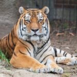 Michigan Zoo Reveals What Caused the Death of Endangered Tiger After Sudden Health Decline