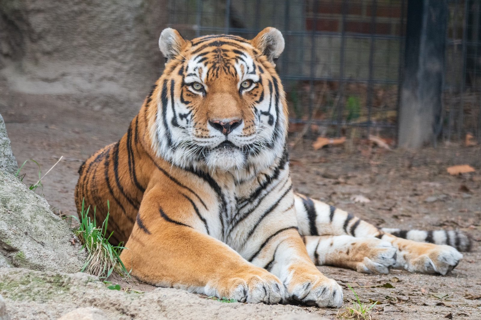 Michigan Zoo Reveals What Caused the Death of Endangered Tiger After Sudden Health Decline