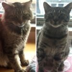 Cats Left Behind After Bodega Shuts Down Melt Hearts Discovering Toys and Catnip