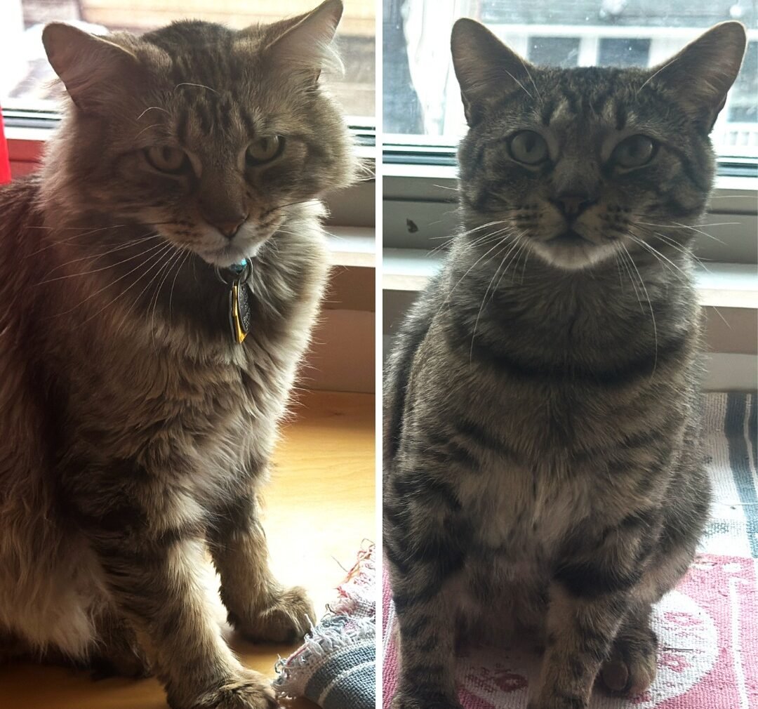 Cats Left Behind After Bodega Shuts Down Melt Hearts Discovering Toys and Catnip