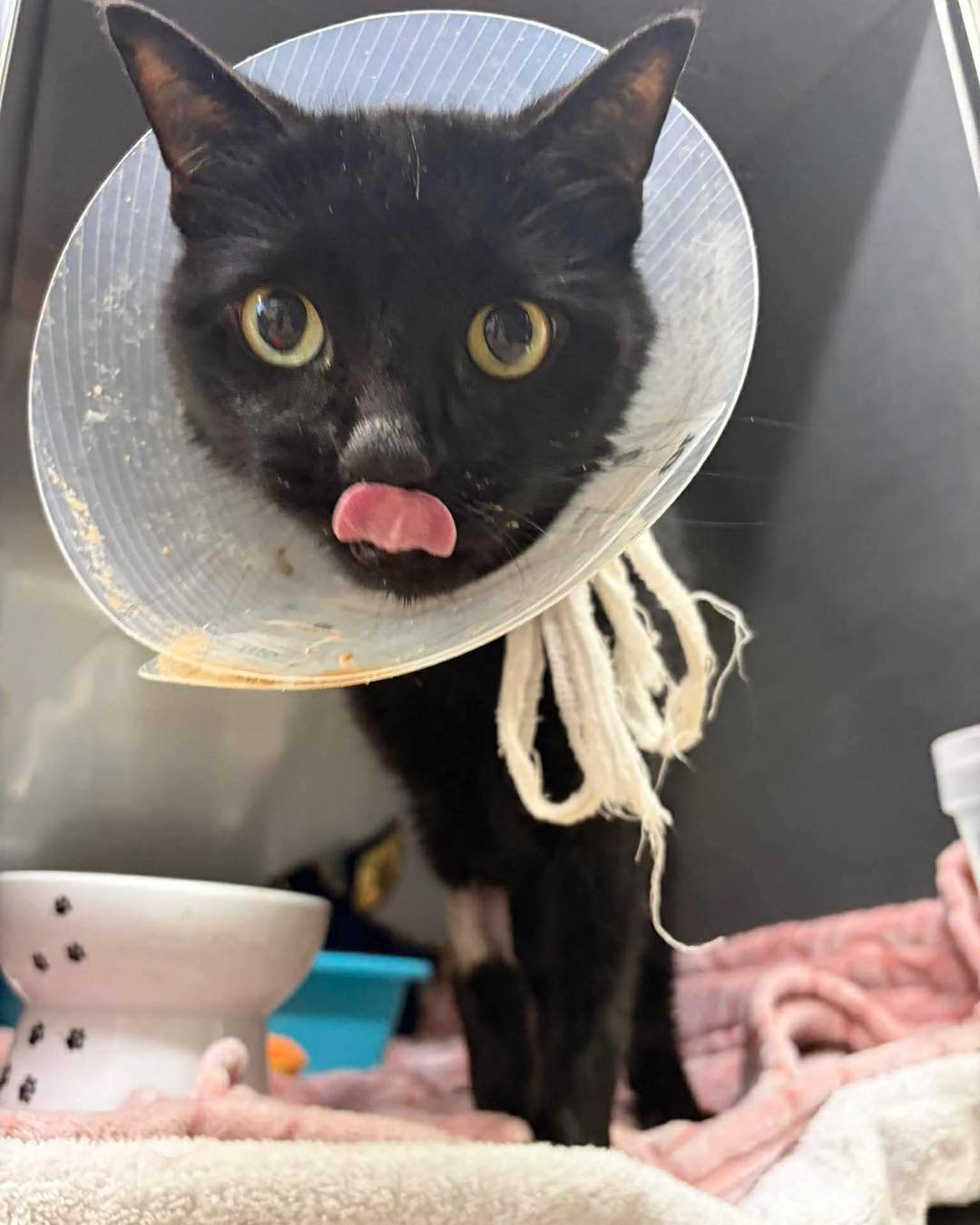 Cat's Life Hangs in Balance: 26 Hair Ties Removed in Emergency Stomach Surgery