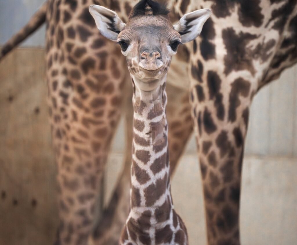 Milestone Birth: Endangered Masai Giraffe Calf Strengthens Columbus Zoo's Conservation Legacy