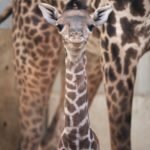 Milestone Birth: Endangered Masai Giraffe Calf Strengthens Columbus Zoo's Conservation Legacy