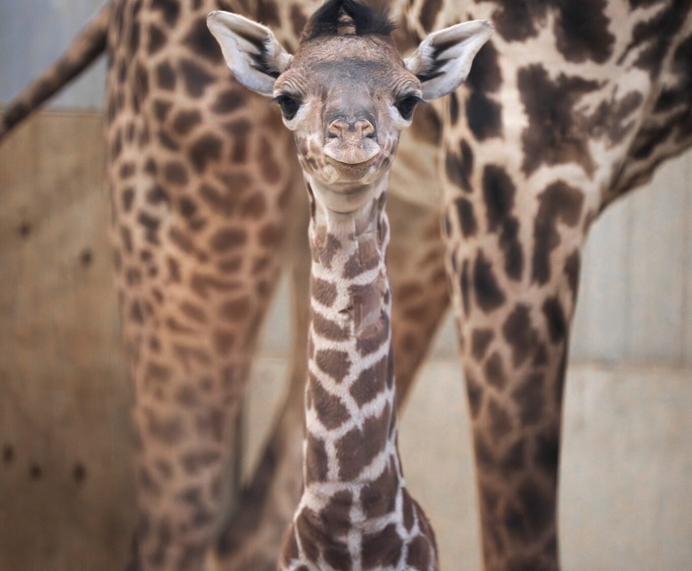 Milestone Birth: Endangered Masai Giraffe Calf Strengthens Columbus Zoo's Conservation Legacy