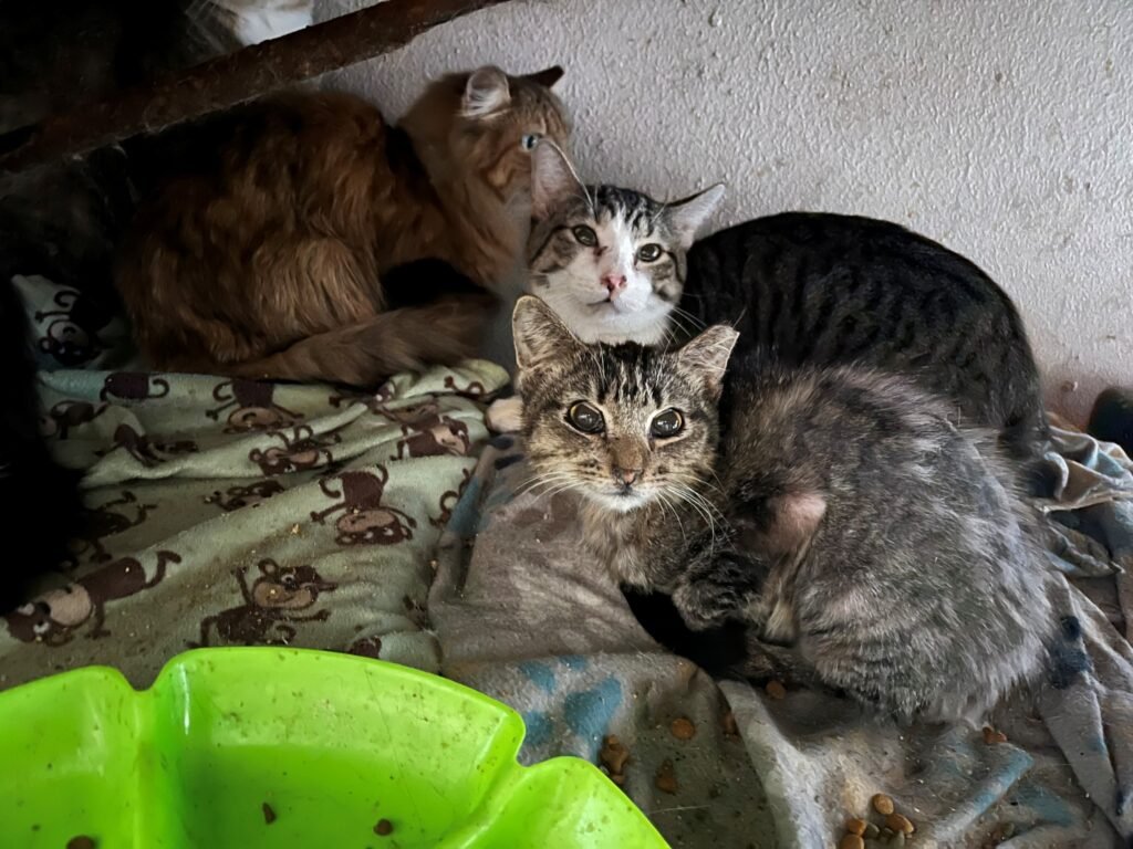 Garland's Record Cat Rescue: 64 Felines Saved from Toxic Neglect