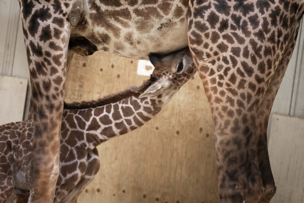 Milestone Birth: Endangered Masai Giraffe Calf Strengthens Columbus Zoo's Conservation Legacy